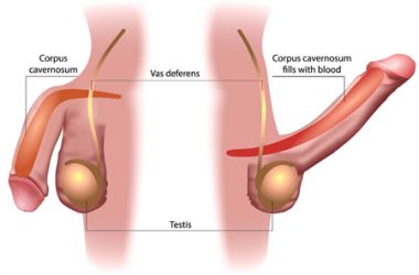 Sex dictionary - erect penis diagram