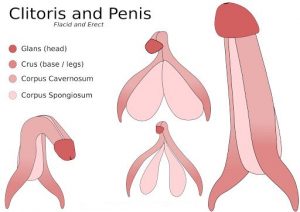 Clitoris and penis - erect and flaccid